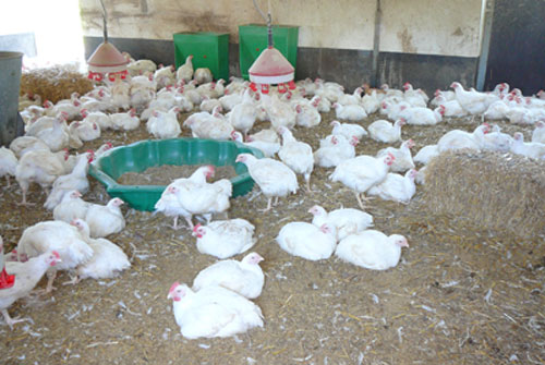 Hühnerhaltung im Neuland-Betrieb Dingebauer. Auf dem Bild gut zu erkennen: Den Tieren ist jederzeit der Zugang zum Außengelände möglich.