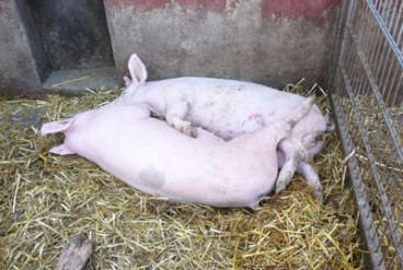 Die Schweine werden im Neuland-Betrieb Dingebauer auf Stroh gehalten.